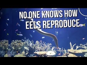 Why is eel reproduction in the wild still a mystery? And will it ever be resolved?