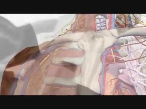 Many years ago! 当て身 の 技巧 Atemi no gikō - Trailer - Small Documentary! | Kaze no Ryu Ogawa Ha Bugei