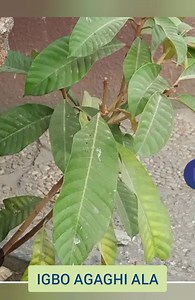 ENJOY YOUR NIGHT WITH THIS MOONLIGHT TALE🥰 AKỤKỌ IFO GBASARA NWAENWENNE | Igbo agaghi àlà