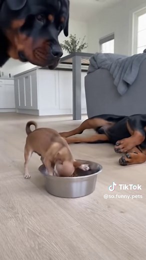 Chihuahua vs. Rottweiler: A Hilarious Dog Comparison