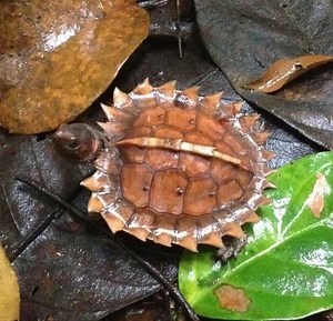 Spiny turtle - Alchetron, The Free Social Encyclopedia