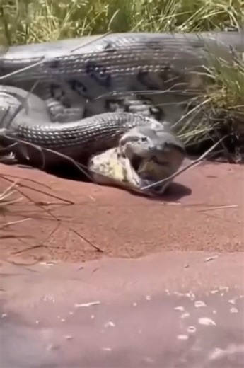 14K views · 24 reactions | A large python swallowed a smaller python | توارس لبيع ملابس الاولاد والبنات بالجملة | Facebook