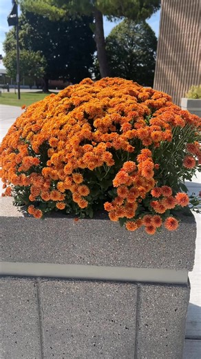 1.4K views · 27 reactions | Sure, it’s hot out☀️but Grandview Main Street is giving all the fall vibes.  | City of Grandview | Facebook