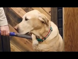 Chill pup thoroughly enjoys getting vacuumed