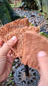 let's plant‼️ Begini cara mudah menanam anggrek dengan mix media sabut kelapa dan arang, happy gardening 🤩 #fblifestyle #menanamanggrek #mediatanamsabutkelapa #gardening | Senja Orchid