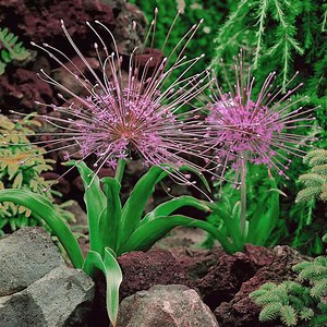 Allium schubertii - Alchetron, The Free Social Encyclopedia