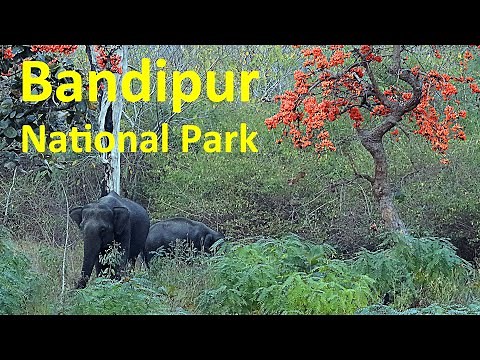 Bandipur National Park, India 4k