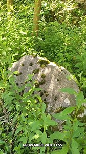 Power from Stream No Wires #EcoPump #BackyardWater #CleanFlow | YNP Media