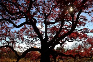 Of the 100 Biggest Trees in Connecticut, Three Are in Granby and East Granby