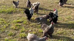 Nhema chickens Breed spotlight Silver partridge brahma Brief history and origins Originally the bird was brought through the mixing of the available chicken breeds in America with the Chinese ‘Shanghai’ chicken the birds which were mixed include the Malay and Cochin bird. Since these birds shanghai chickens were brought to the US by sailors who had been to the Chinese city of Shanghai, the name stuck for a while. They crossed Shanghai with the Grey Chittagong, cochin and Malay birds which some o