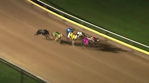 THE GREYHOUND GIRL on Reels | Facebook