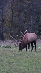 Bull Elk having a snack in Benezette, Pennsylvania, USA (October 03, 2022) #nomnomnom #bull #benrousa #wildlifeconservation #feeding #viralreels #wildlife #animals #nikonnofilter #antlers #rack #rackcity #pawildlife #animalplanet #hungry #sigmaphoto #nature #benezette #discovery #onlyinpennsylvania #nikonusa #elk | Scott Michael Miller Photography