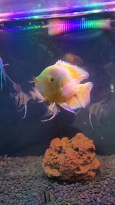 Albino Long Fin Oscar Sold 🐟 | AquaFranz
