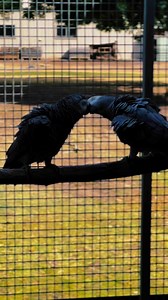2.7K views · 94 reactions | Our breeding pairs of African greys at Grampians 'Feathers n Things' | Grampians 'Feathers n Things' | Facebook