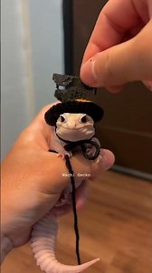 Check out the website: wachigecko.com if you want to adopt a gecko 🫶🏻 or just click the link in t...