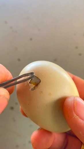 How to helping hatches a chick from eggs . . . @Everyone #highlights #petstagram #birds #pet #pets #animals #petlovers #petlife #exoticpets #yoshitheduck #duck #ducks #duckling #ducklings #ducksofinstagram #cuteanimals #petduck #petducks #duck #ducks #duckling #ducklings #ducksofinstagram #petstagram #birds #pet #pets #animals #petlovers #petlife #exoticpets #cuteanimals #petduck #petducks #ducksinspace | Wild BIRDS