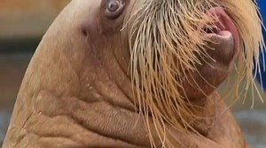 Watch the full video http://youtube.com/watch?v=b10P5oM2VIo | Dr. Andrew Jones - Veterinary Secrets