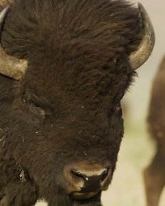 11K views · 597 reactions | Sound on ! The deep rumble of a male bison moving across Grand Teton National Park. | Jackson Hole Mountain Resort | Facebook