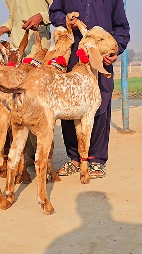 7K views · 196 reactions | #2024 #ki #Qurbani #ke #liye #Panch #Bakre #Makkhi #Chine Makkhi Chine03494745882 | Naveed Goat Farm | Facebook