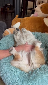 24 reactions | More belly rubs… no stop… no don’t ever stop! 藍藍藍 #Wiggles #BellyRubs #SillyDog #FunnyDog #TummyTime #TummyUp #CorgiLife #Corgi | Zero Marie Hussein Corgibutt | Facebook