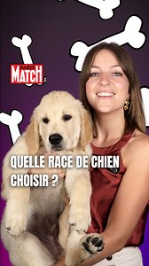 Adopter un chien, c’est un choix de cœur… mais aussi de raison ! 🐾 Certaines races nécessitent un permis en Belgique, d'autres sont à éviter avec de jeunes enfants… et savez-vous quel est le chien le plus populaire chez nous ? 🇧🇪 👉 Découvrez les races à connaître (et celles à éviter) avant de craquer pour une boule de poils. #chiens #adoption #pitbull #chihuahua #animaux #vidéos #belgique | Paris Match Belgique