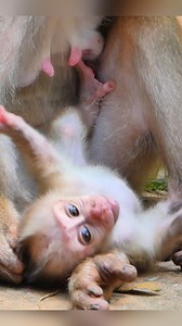 Too cute small baby monkey Leo #monkeys #cutebabymonkey | BB Monkey Lucie