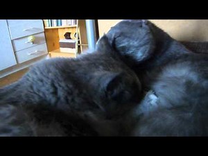 8-month-old 'kitten' feeding with breast milk...