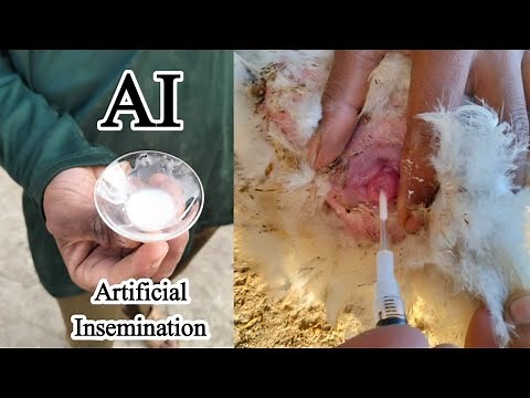 AI in Poultry | Artificial Insemination in Chickens | Insemination in Hens | Dr. ARSHAD