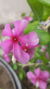 "Serene beauty in every periwinkle bloom." #blooms #periwinkle #Flowers #gardening #nature #viral #trending | Blooming Nature Tales