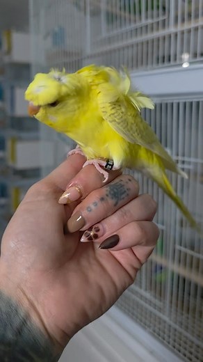 A gorgeous green series lacewing Japanese crested hagoromo baby boy budgie 🥰 | Golden Wings Aviaries