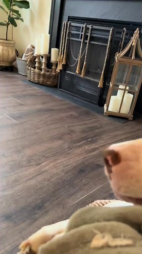 all kisses were consensual #travisthepibble #dammittravis #dog #dogsoftiktok #grumpydog #pitbull #pibble #pibblesoftiktok | Travisthepibble