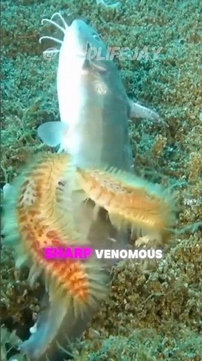 Fireworm ~ A Venomous Sting from Hell