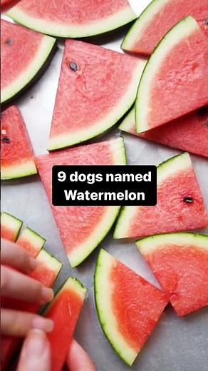 Would you give your dog these summer names? (The last one is wild but could be SO cute!) #embarkvet
