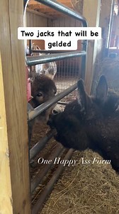 37K views · 879 reactions | This is why you geld jacks. Tate is able to be gelded but Bo is not yet. We are working on getting Tate gelded here soon. Had our one vet not retired he would have been gelded already. #reels #fbreels #onehappyassfarm #farmlife #donkey #animals #boys | One Happy Ass Farm | Facebook