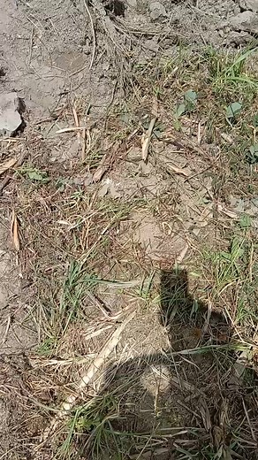 GM Hybrid Corn production derby in Maragusan davao de oro  #DepartmentOfAgriculture #Pagro #MaragusanLetsGo | Abe Cinco | Facebook