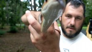 Huge Yellow Rat Snake climbing a tree.