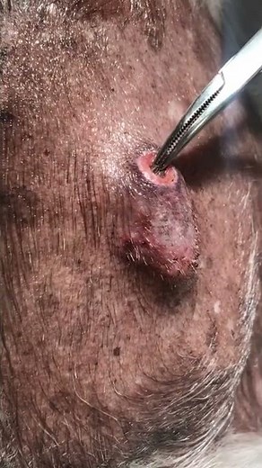 Bot fly larva removal from a 9 year old canine