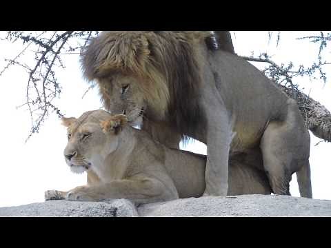 WARNING! VERY GRAPHIC! Lions mating in the Serengeti - #2