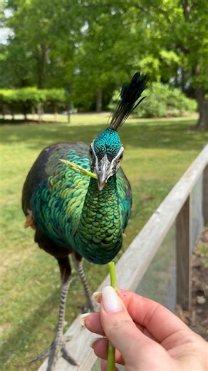 How does Knees stay so green? Asparagus of course 💚😆 #JavaGreenPeafowl #PavoMuticus #MuticusMuticus #PeacocksOfInstagram #EndangeredBirds #EndangeredSpecies #HotOffTheNest | Hot Off The Nest