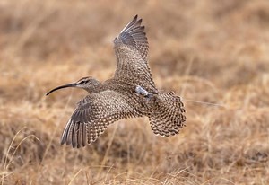 The value of GPS-tracking animals