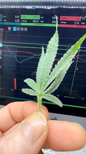 26K views · 681 reactions | When your fans are dumpers too❄️️ @grandmasterleds Code (CANNAB) @grandmasterlevel @cropsalt Code (CannaB) @currentcultureh20 Cch20 Code (prestonbjornson) @nuravine @growerguild @driflowersolutions @hypo_source HOCI Code (CannaB) | Preston Bjornson | Facebook