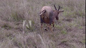 Mother topi Gazelle struggling to give birth and baby stuck inside, Maasai Mara