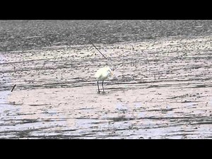 Chinese egret, 唐白鷺