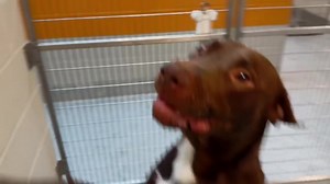 1.8K views · 305 reactions | 8/6-Howie is safely out of the shelter...