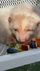 1.9K views · 187 reactions | What’s cuter than listening to “Flower” the apricot skunk munching on apples, carrots, blueberries & celery? Flower was given up by her owners. Meet Flower on tours & Open Farm Days! #erinsfarm #farmsanctuary #farmrescue #skunk #cute #love #eat #munching | Erin's Farm NFP | Facebook