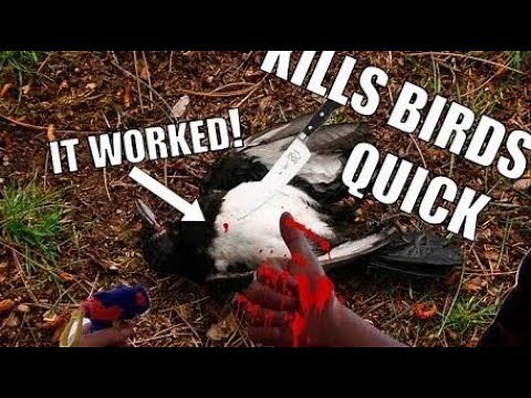 THE BEST WAY TO KILL MAGPIES (Permanent magpie eradication)