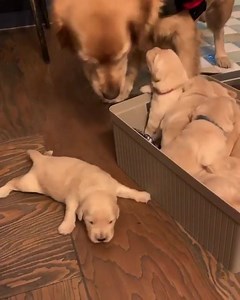 👩‍👧‍👦 📹 @retriever_nuri | Just Dog Things