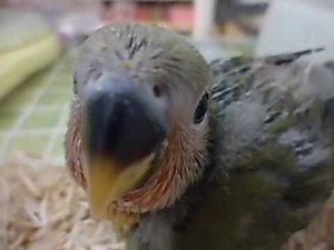 コザクラインコ アミーゴ神戸西店