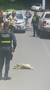 41K views · 1.2K reactions | Police Escort Sloth as It Slowly Crosses Road | Animal Lovers | Facebook