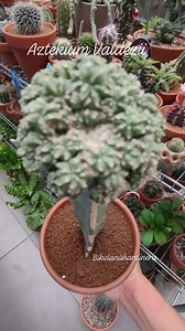 Grafted 🌵🌵Aztekium Valdezii 🌵🌵 #bikolanahardinera #cactuslover #cacti #cactus #aztekium #grafted #plantsmakepeoplehappy #plantita | Bikolanahardinera
